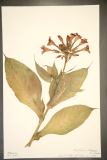 Nicotiana tabacum RCPGdnHerbarium (88).JPG